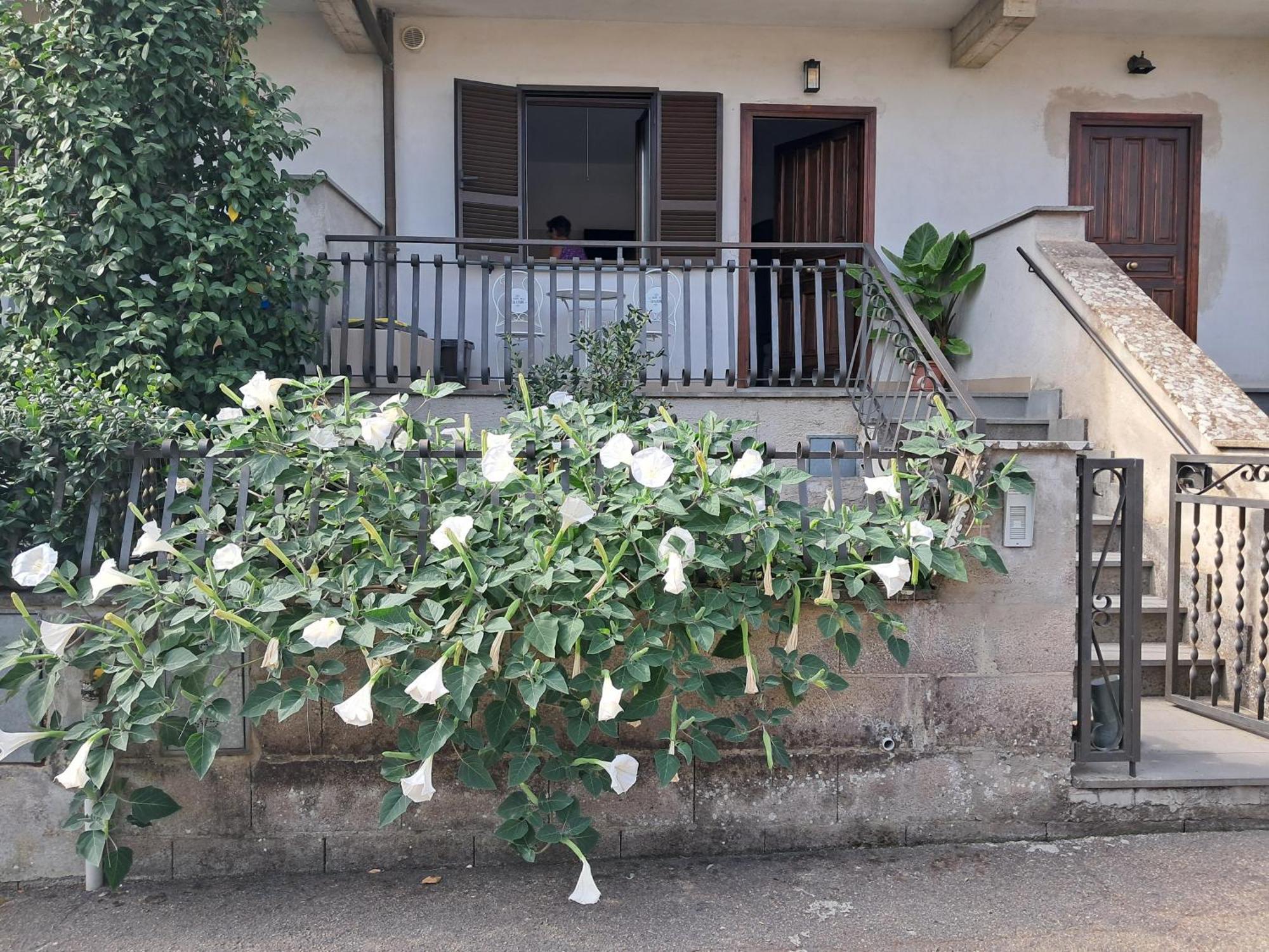 A Casa Ida Διαμέρισμα Bagnoregio Εξωτερικό φωτογραφία